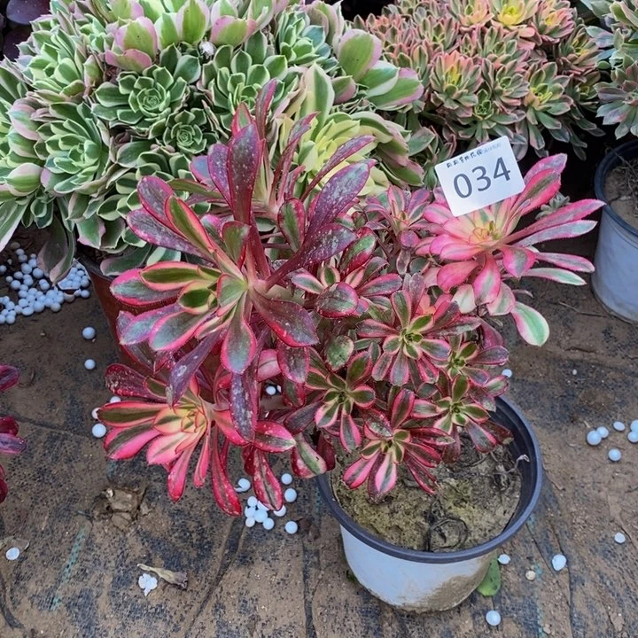 034丽娜不太圆多肉