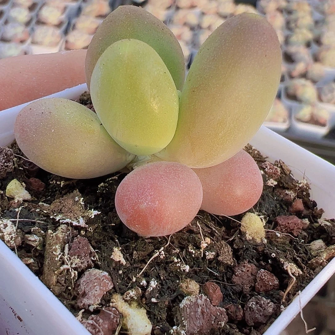 芒果奶2颗19包邮多肉