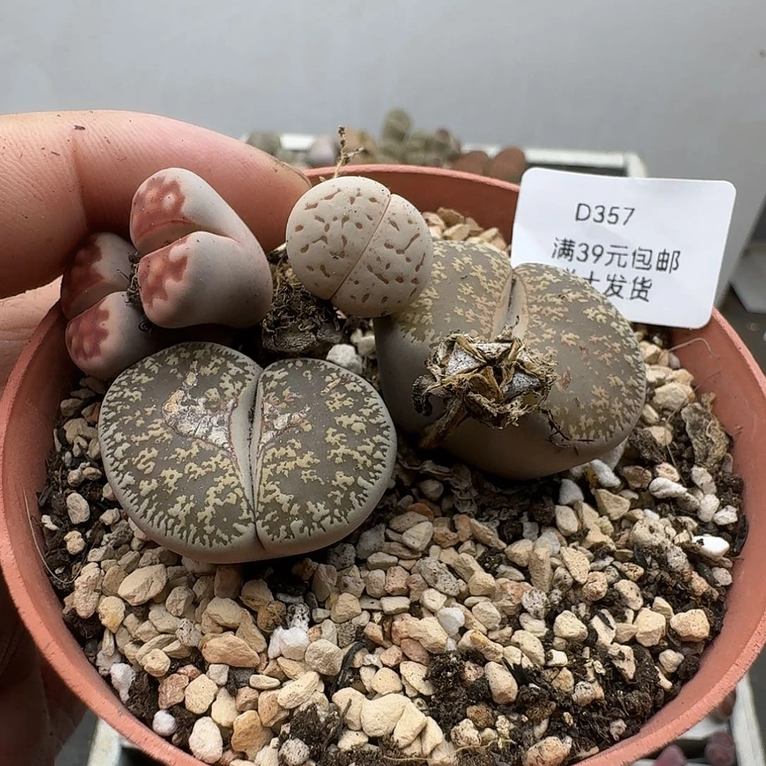 357多肉哈哈哈哈哈哈哈