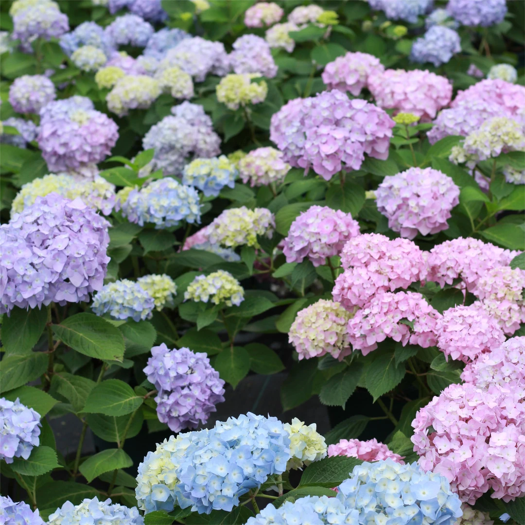 花为序绣球 2加仑合集 一物一拍直播特惠新手好养楼顶