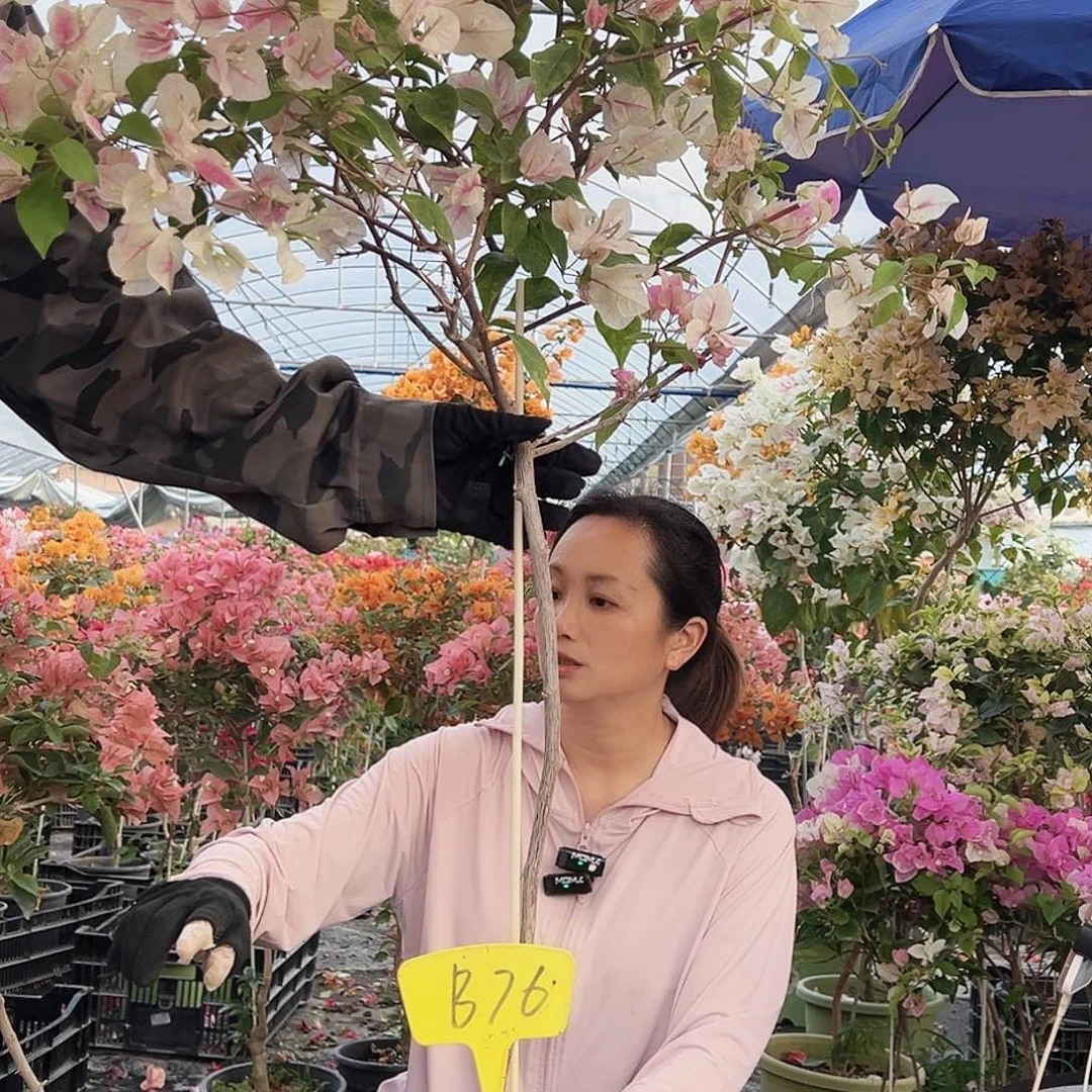 果***下大部分花苞少量开放B76章红樱