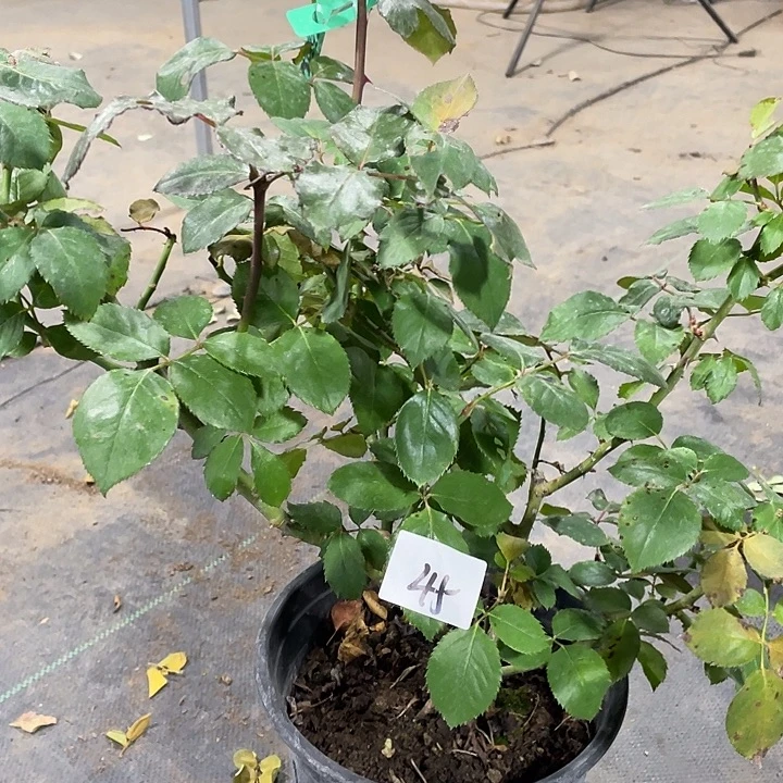 当前无花朵，栽培后可花朵玛丽蒂姆