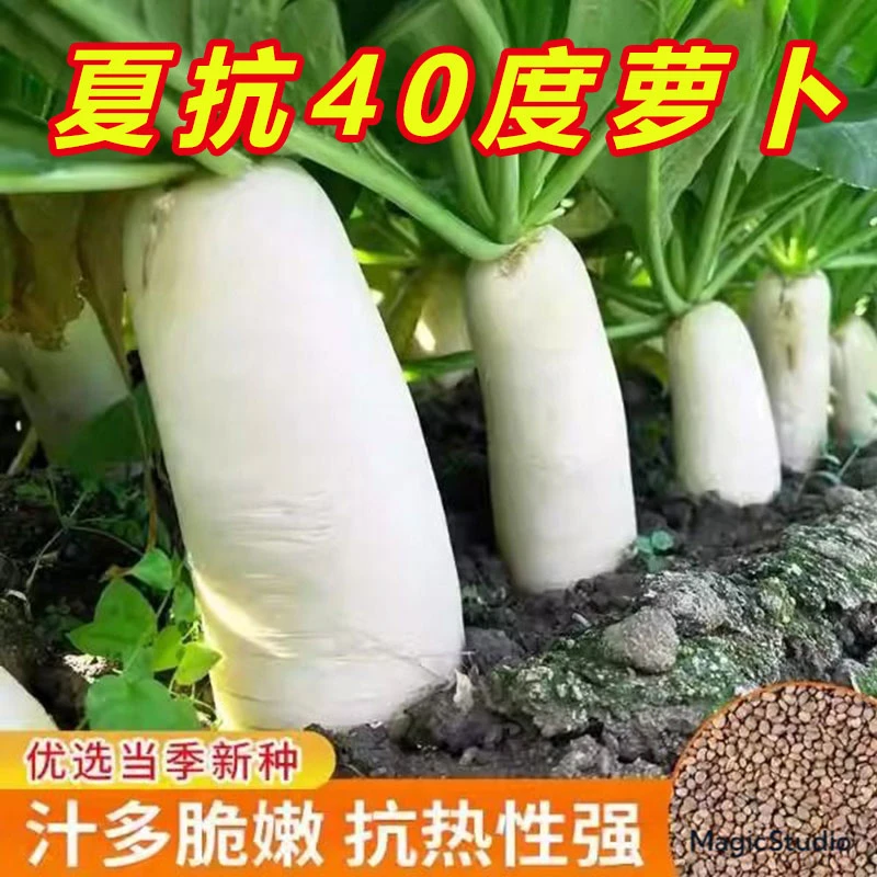 早熟夏抗白萝卜种子孑籽抗热杂交蔬菜种籽子耐热夏秋种植夏天