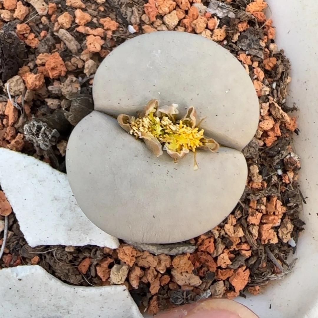 白板曲244 国庆福利30包邮