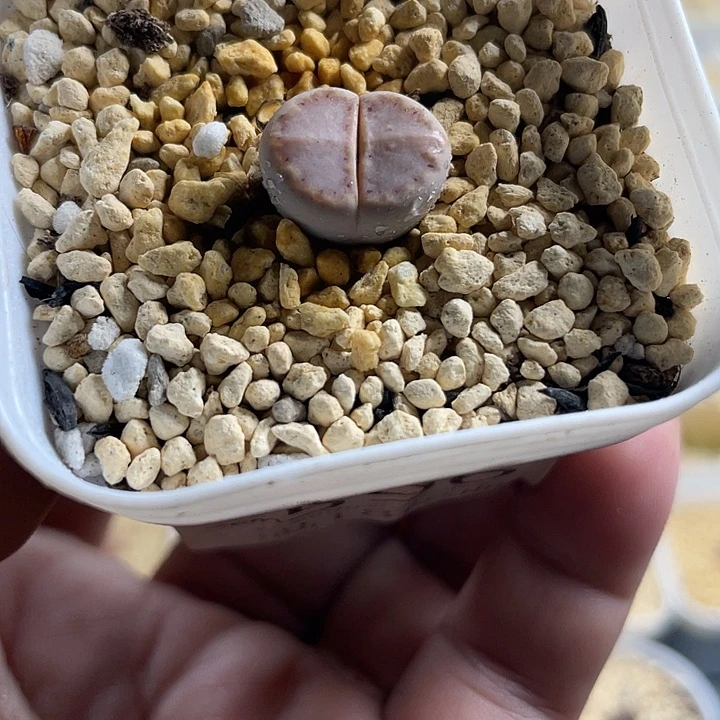 佳人园艺多肉生石花饼干596