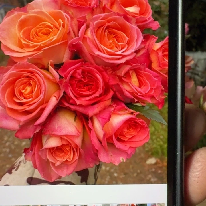 无花朵锦簇扦插小苗