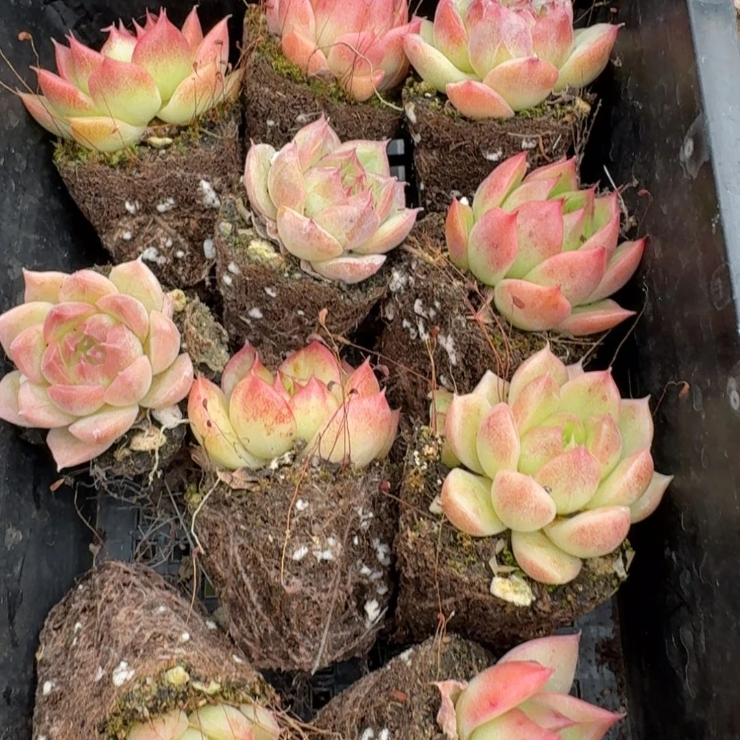 红麦秆十棵量拍穴盘左八24-34
