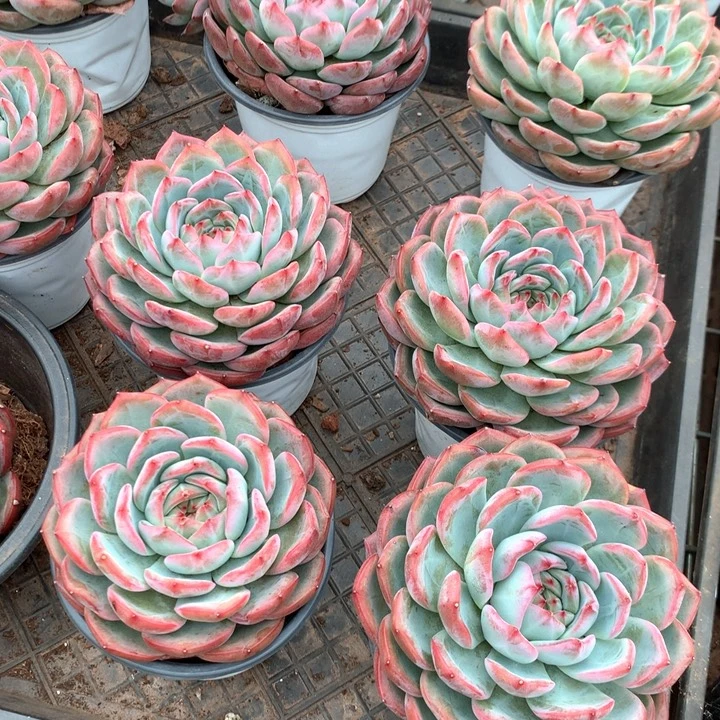 红鸾多肉植物15.88两单包邮