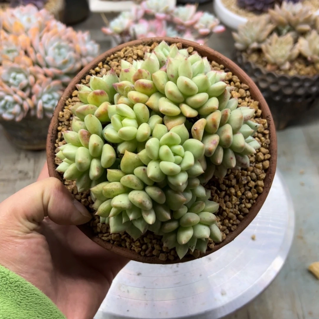 象牙28 零零多肉植物