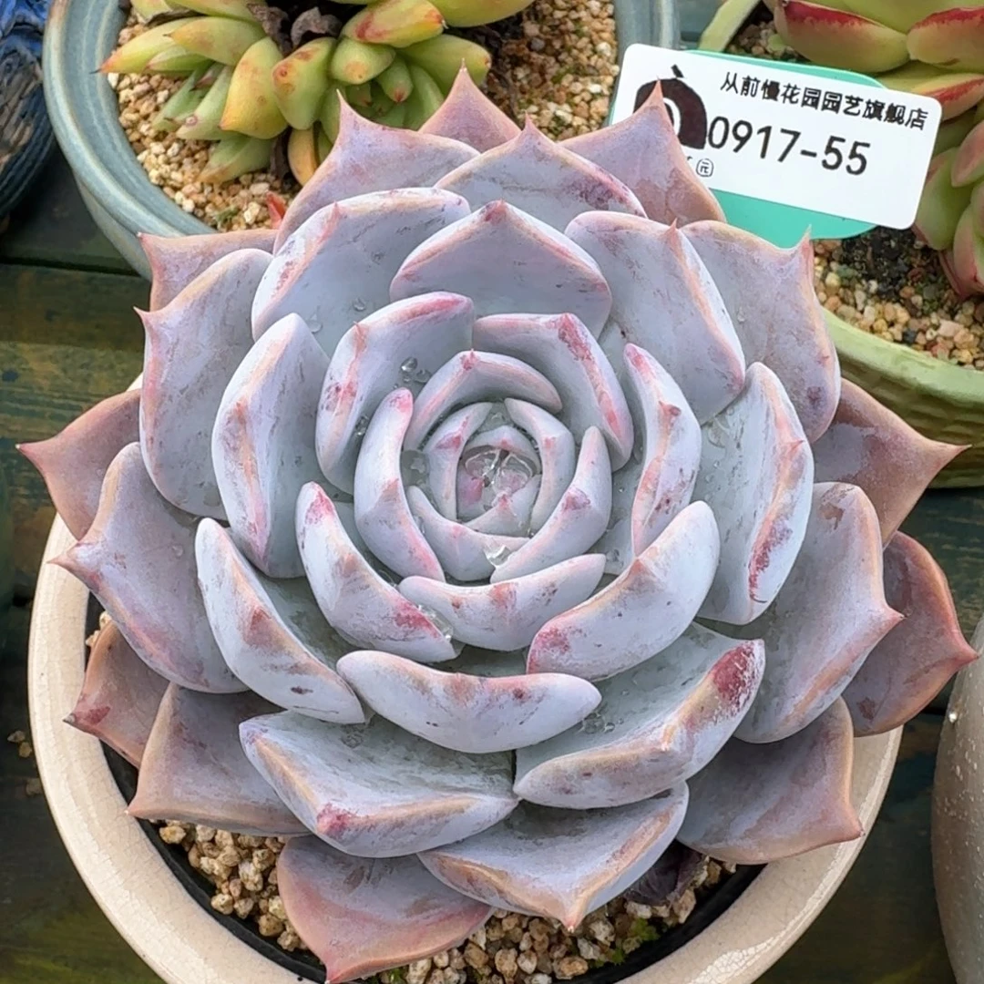 从前慢多肉精选编号0917.55