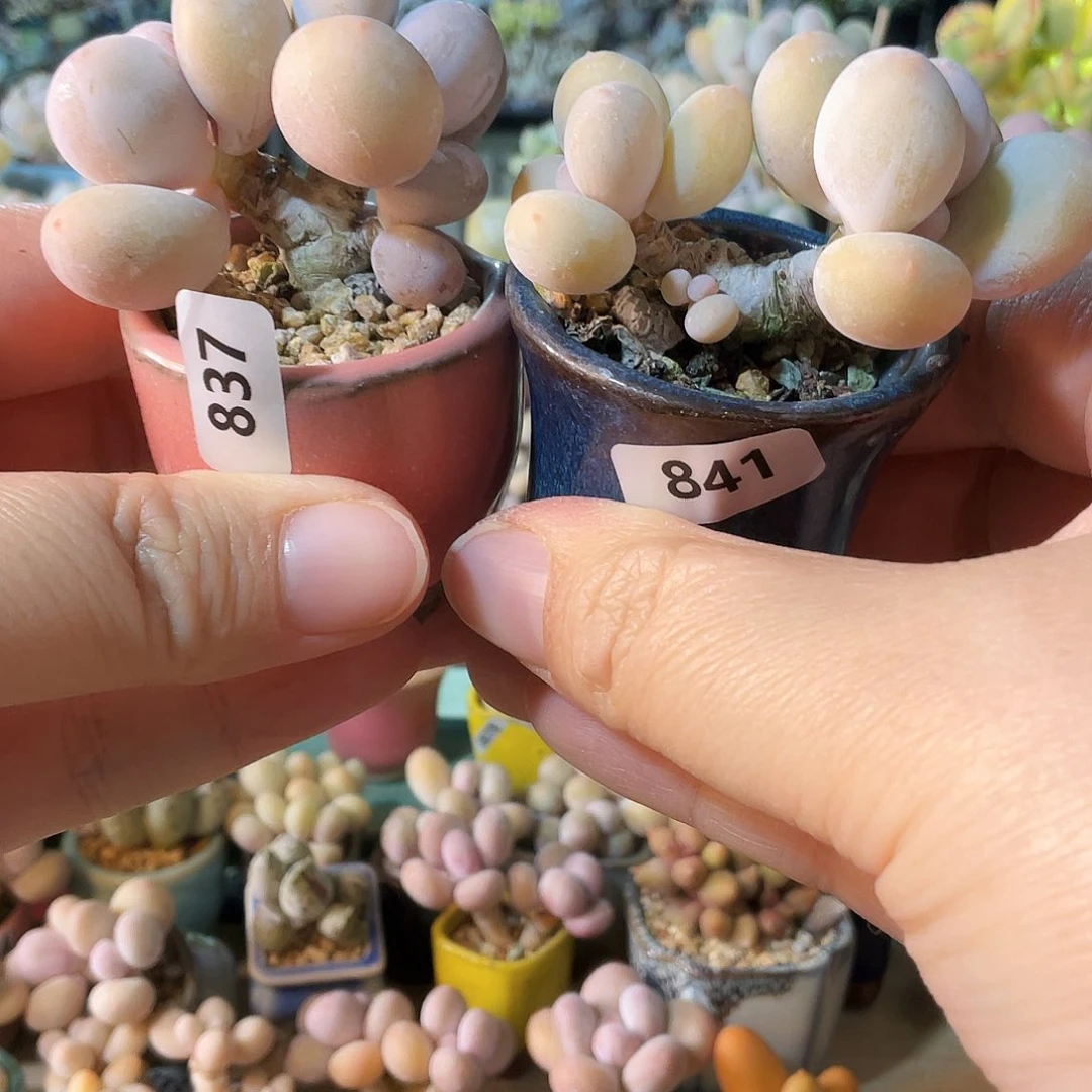 ^*^多肉植物的生长发育与生长