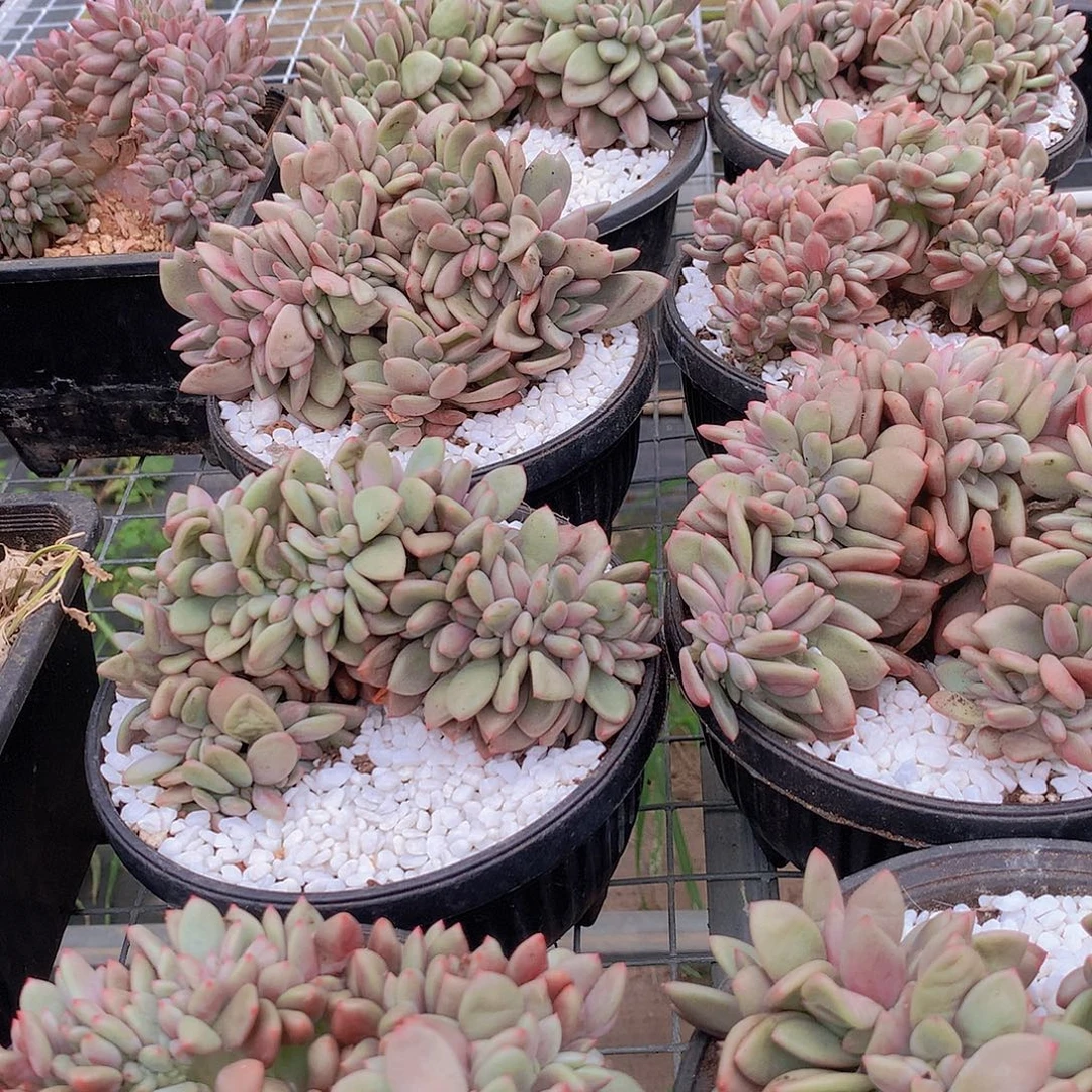 桃花源缀化457788999900