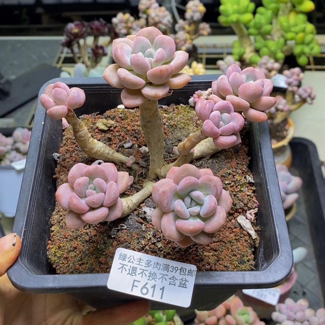 611白鹭多肉肉9c m