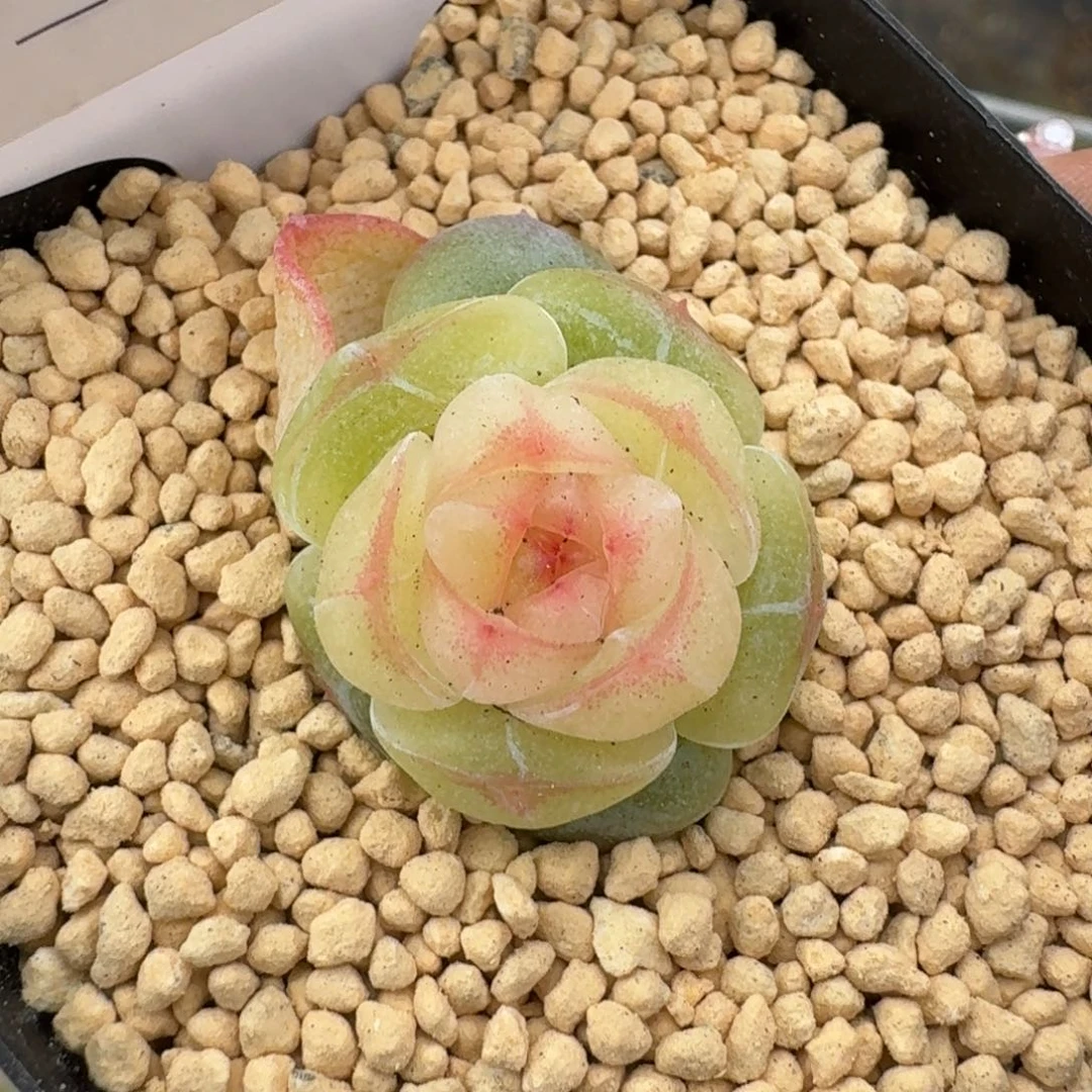 ?***呀0153-小白脸单头一颗