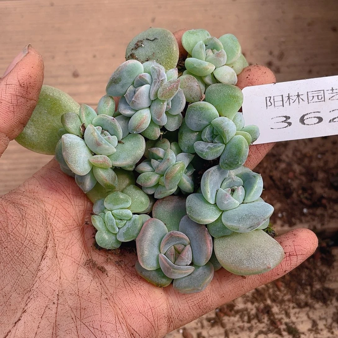 多肉植物多肉植物362