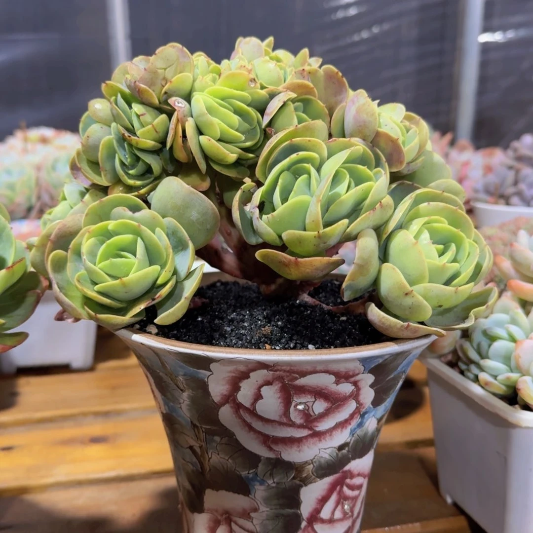 美慕花坊，一物一拍