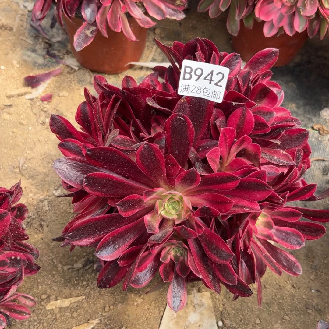 942多肉    美杜莎