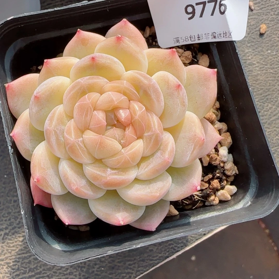 浅色底冰魄，9776多肉