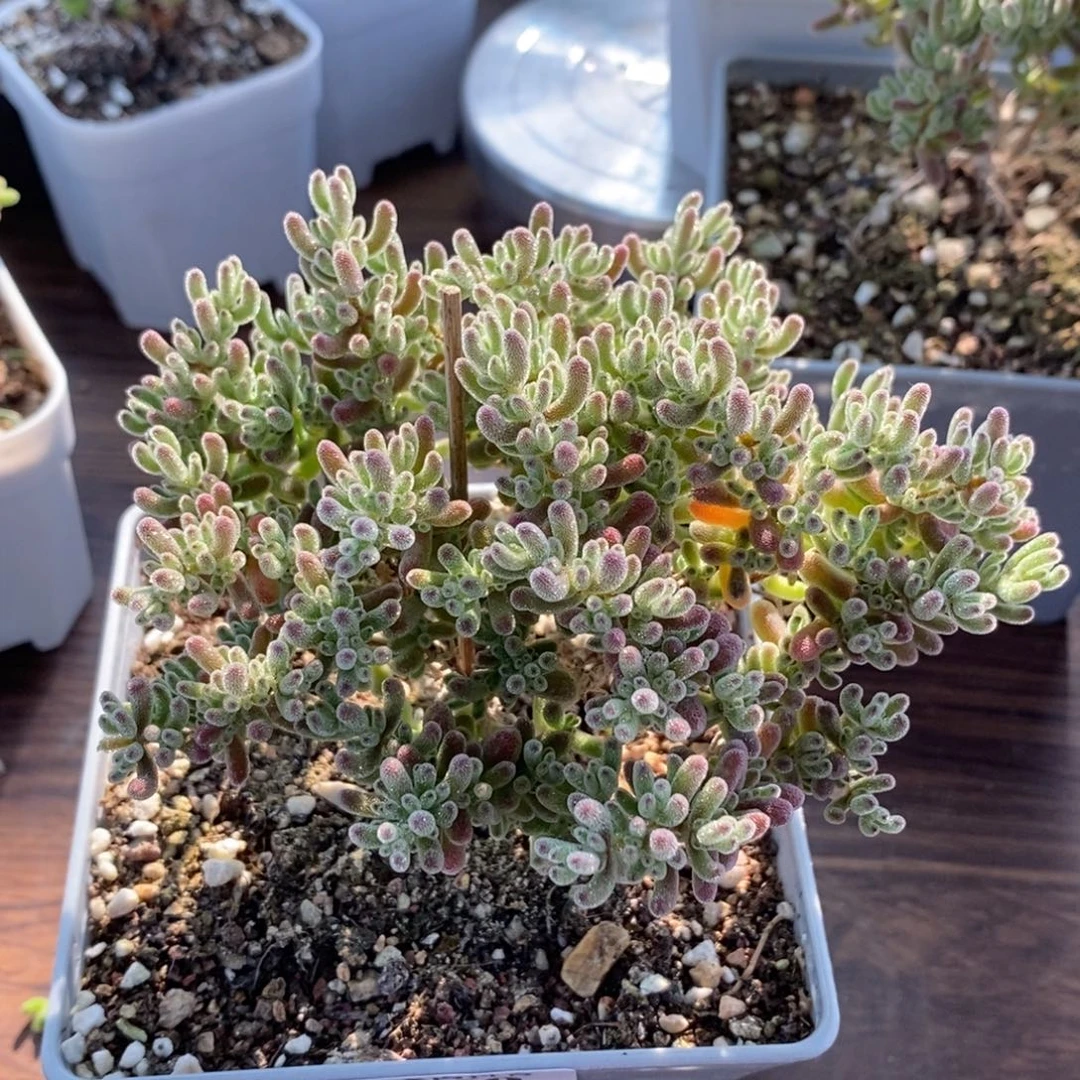 張***️紫晶1760枝干番杏