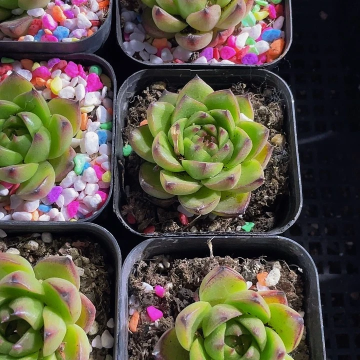 6.5方月亮石带盆土