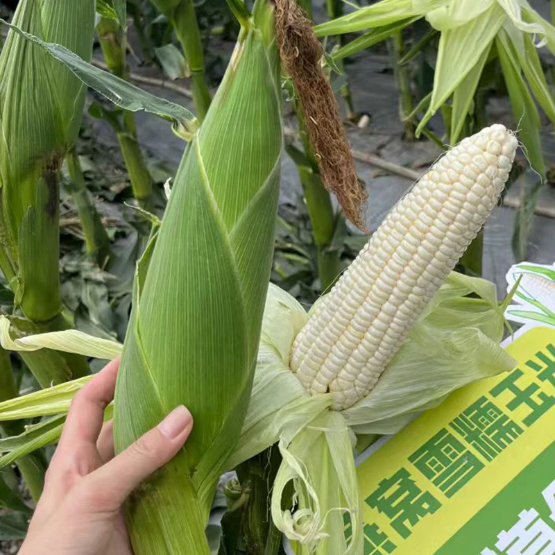 [燕窝雪糯二代]甜糯5:5玉米农科院研发新品甜糯同粒
