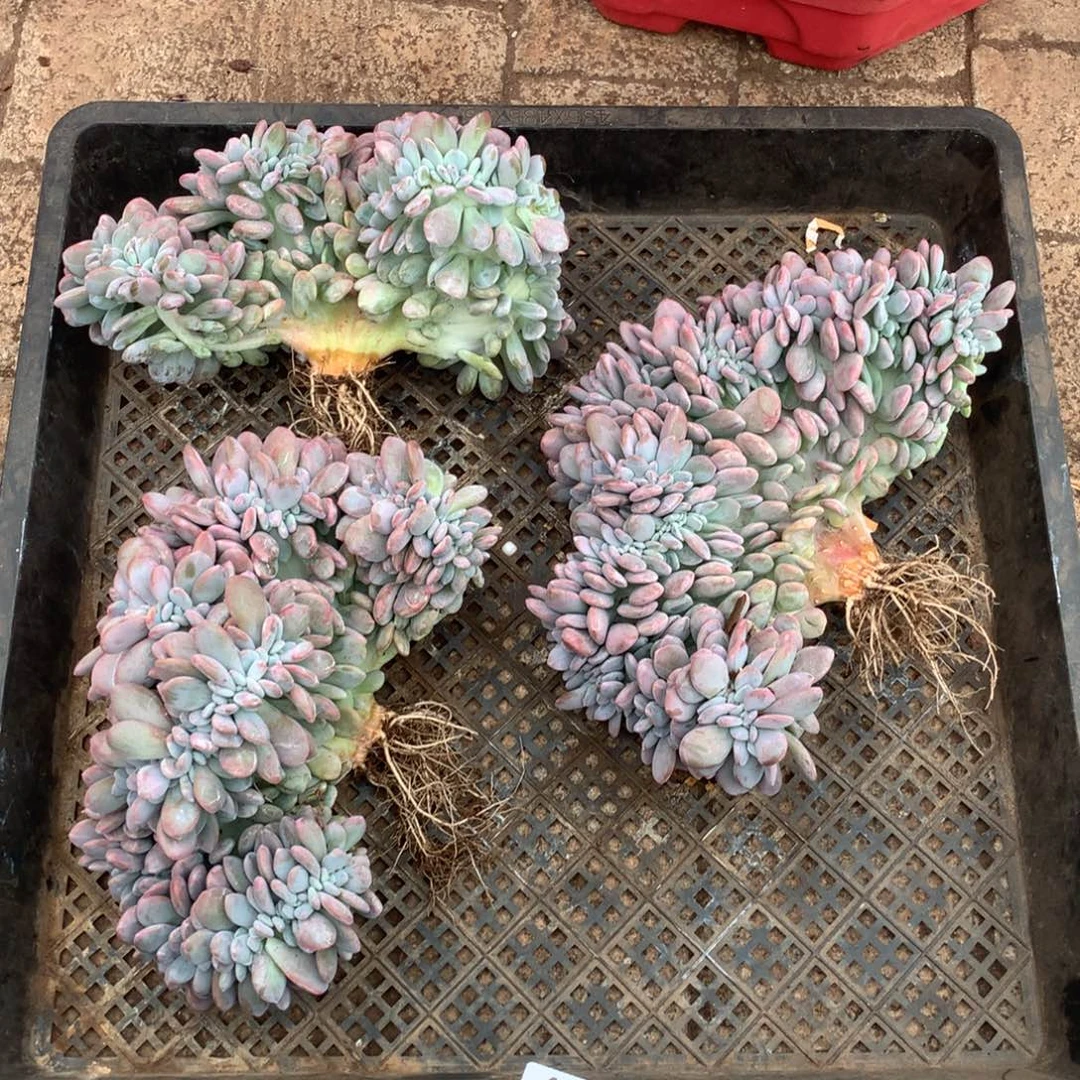 聪*463粉兔缀化多肉植物组合