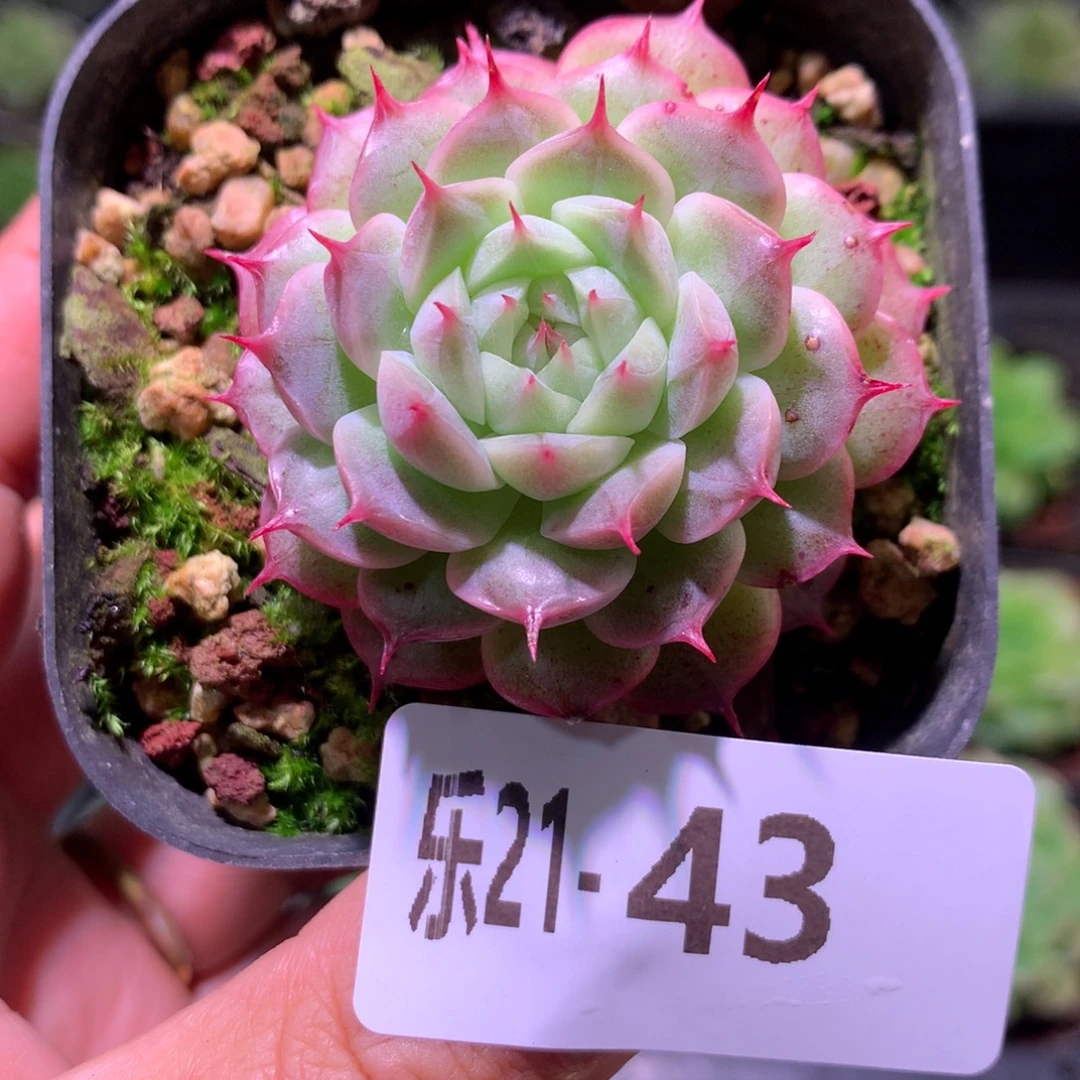 乐然21-43 海王单头