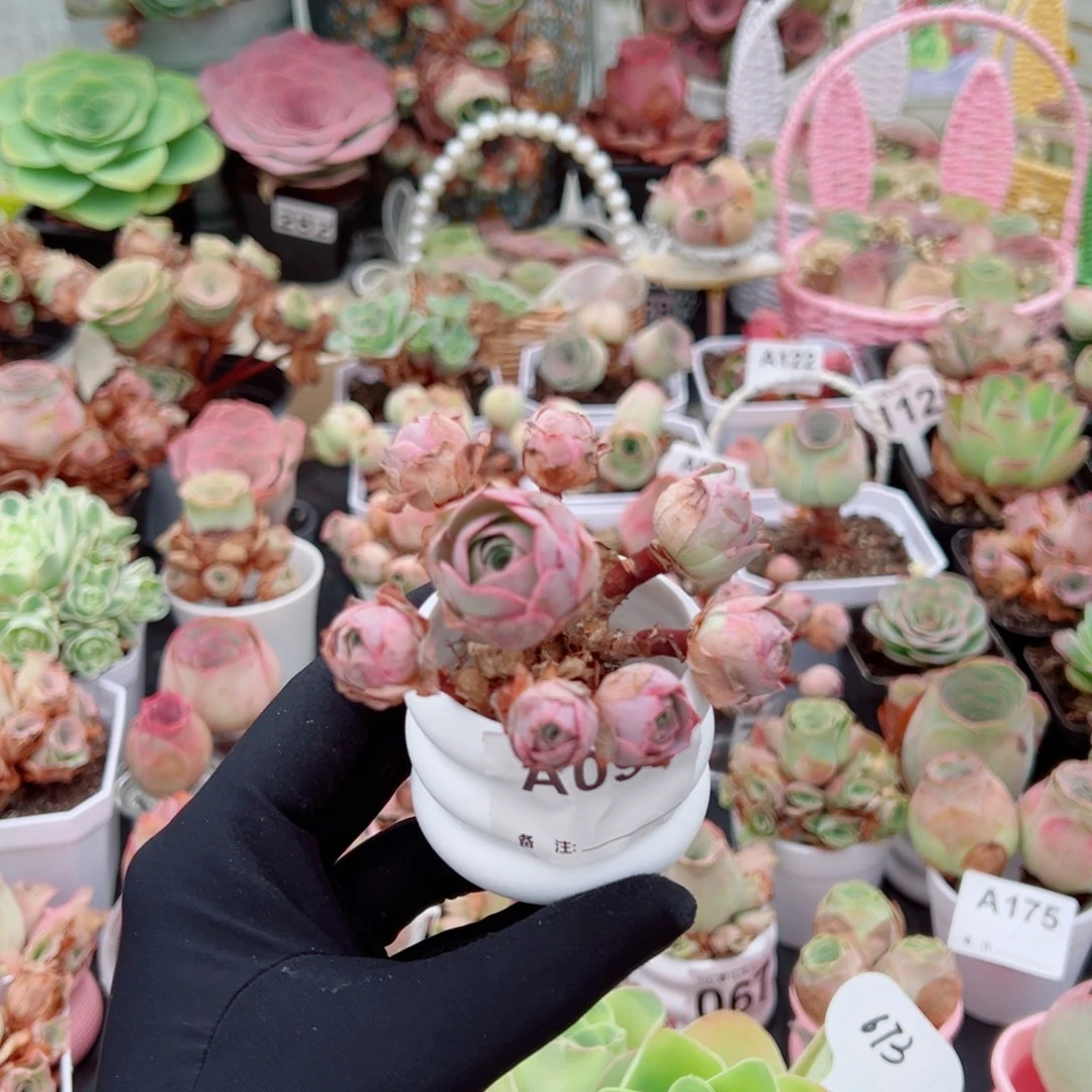 093粉桃花小飘枝群。 一物一拍