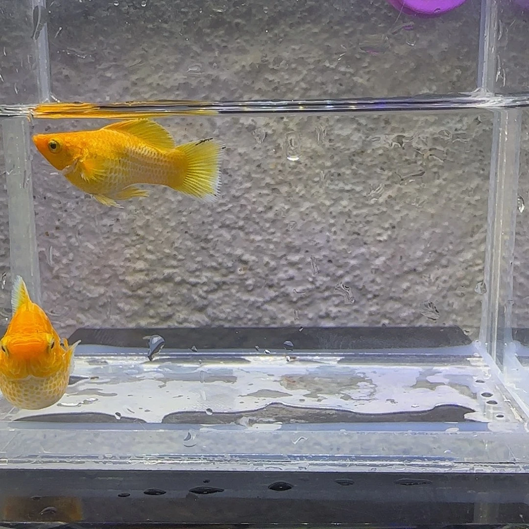 黑玛丽鱼黄金玛丽。55号