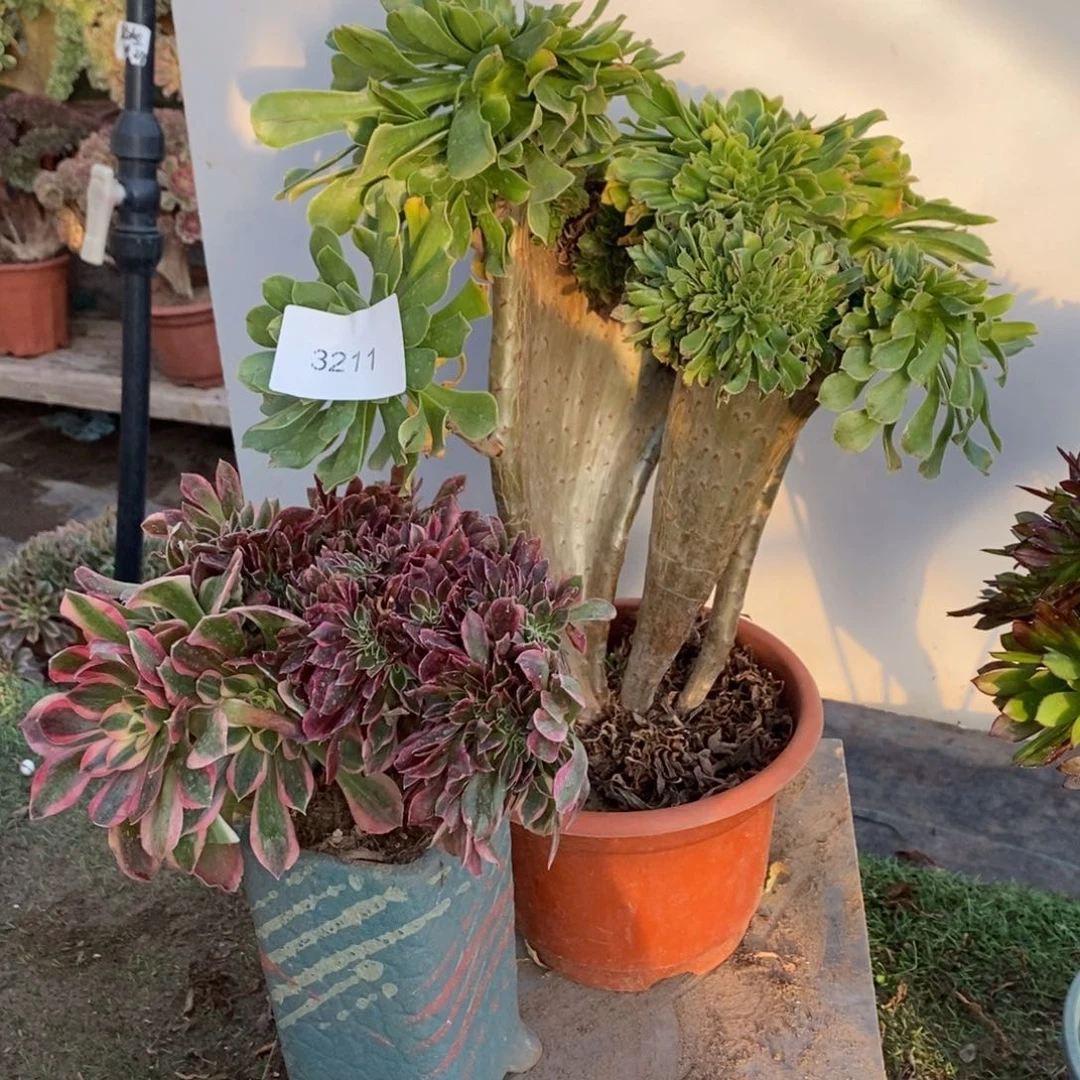 绿法师缀化3211号多肉