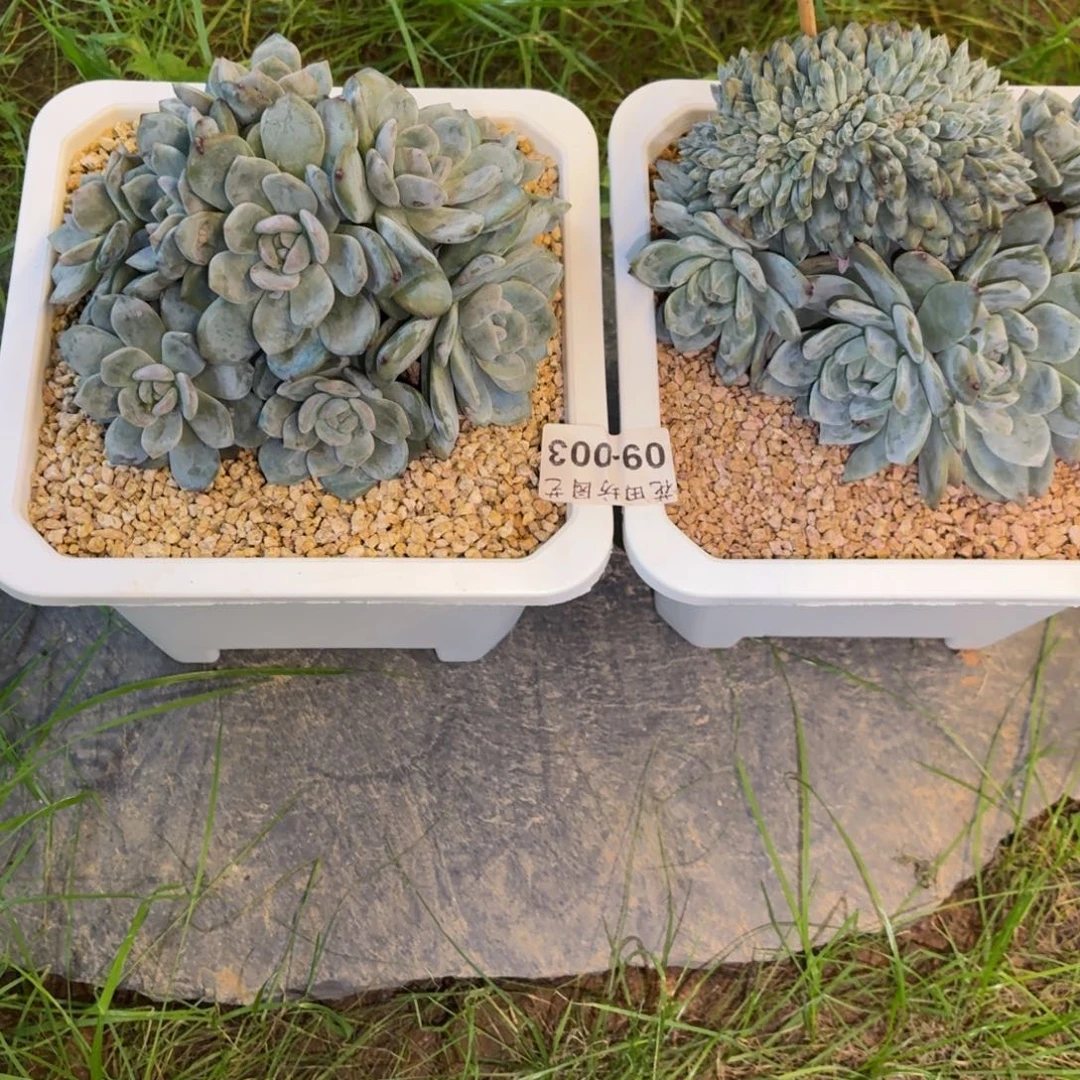 ス****09.003突尼斯缀化2