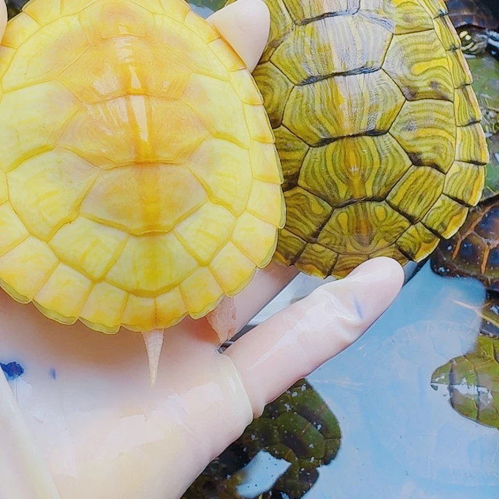 此***你绿毛龟母222222222222