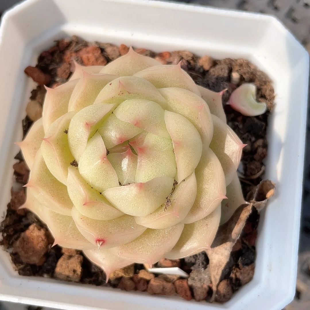 优选麦秆福利717