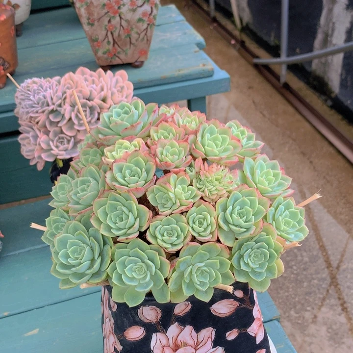哈密瓜朵朵无砍自然群