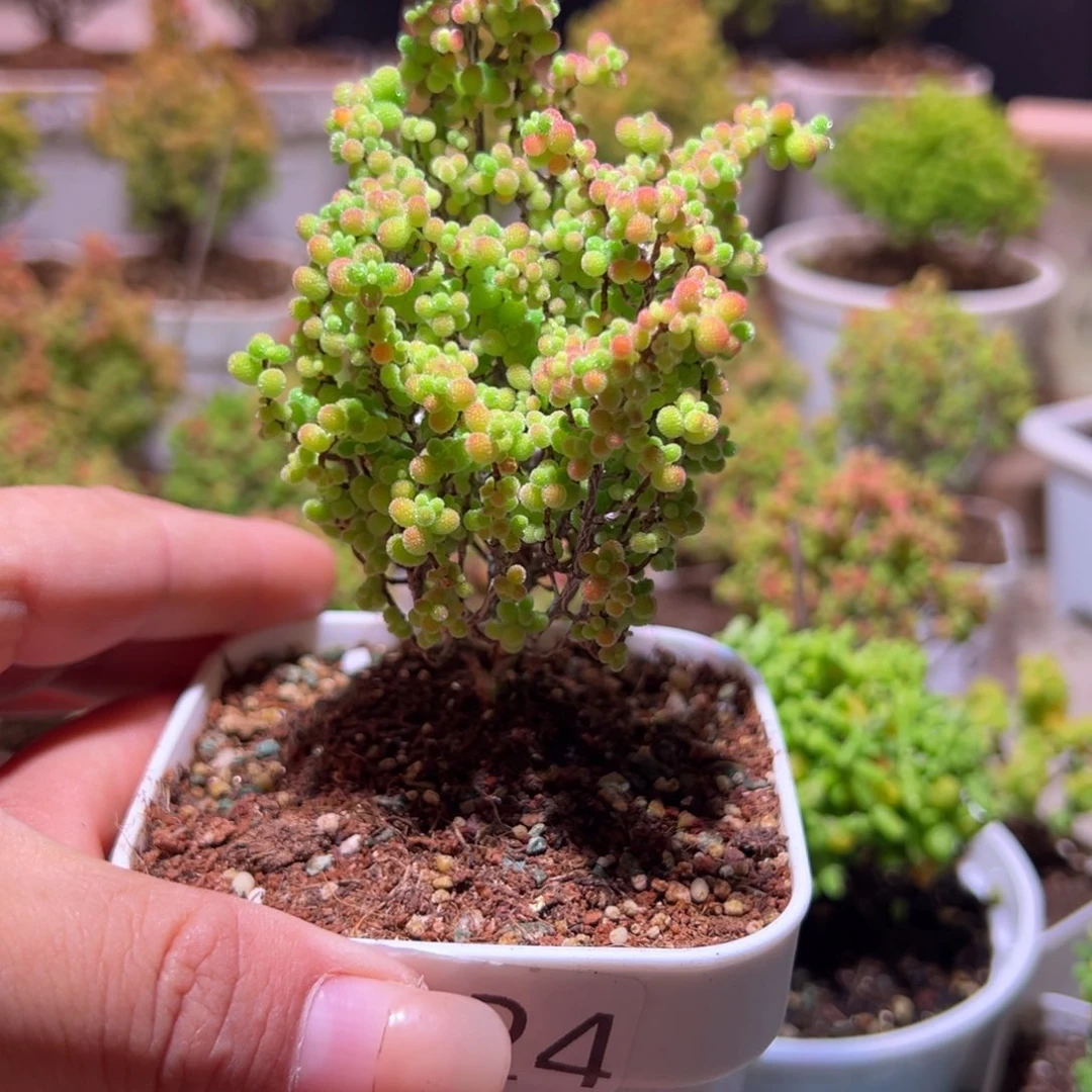 324蜜橘带盆土发货一物一拍