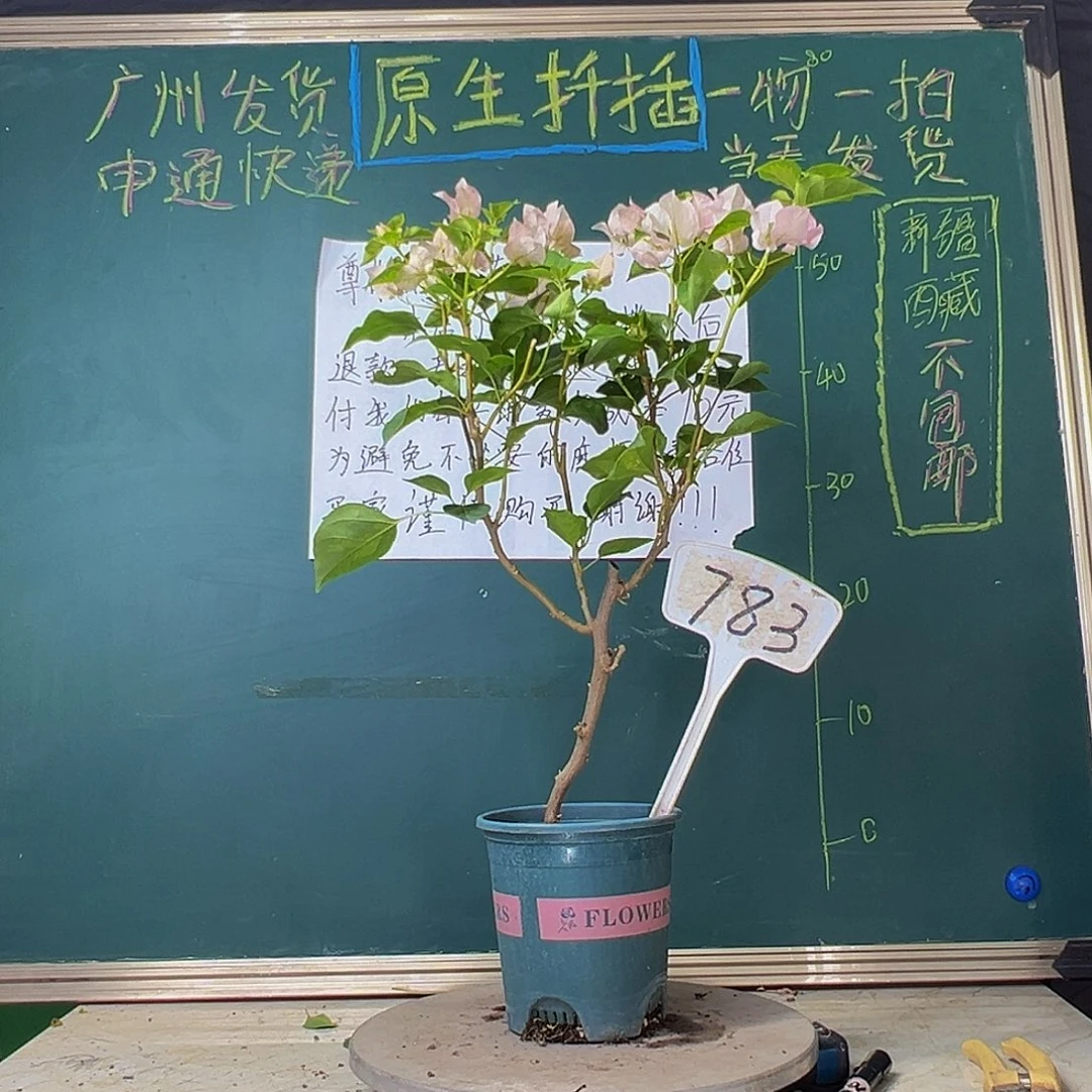 当前无花栽培后可以开花暗斑丽人783