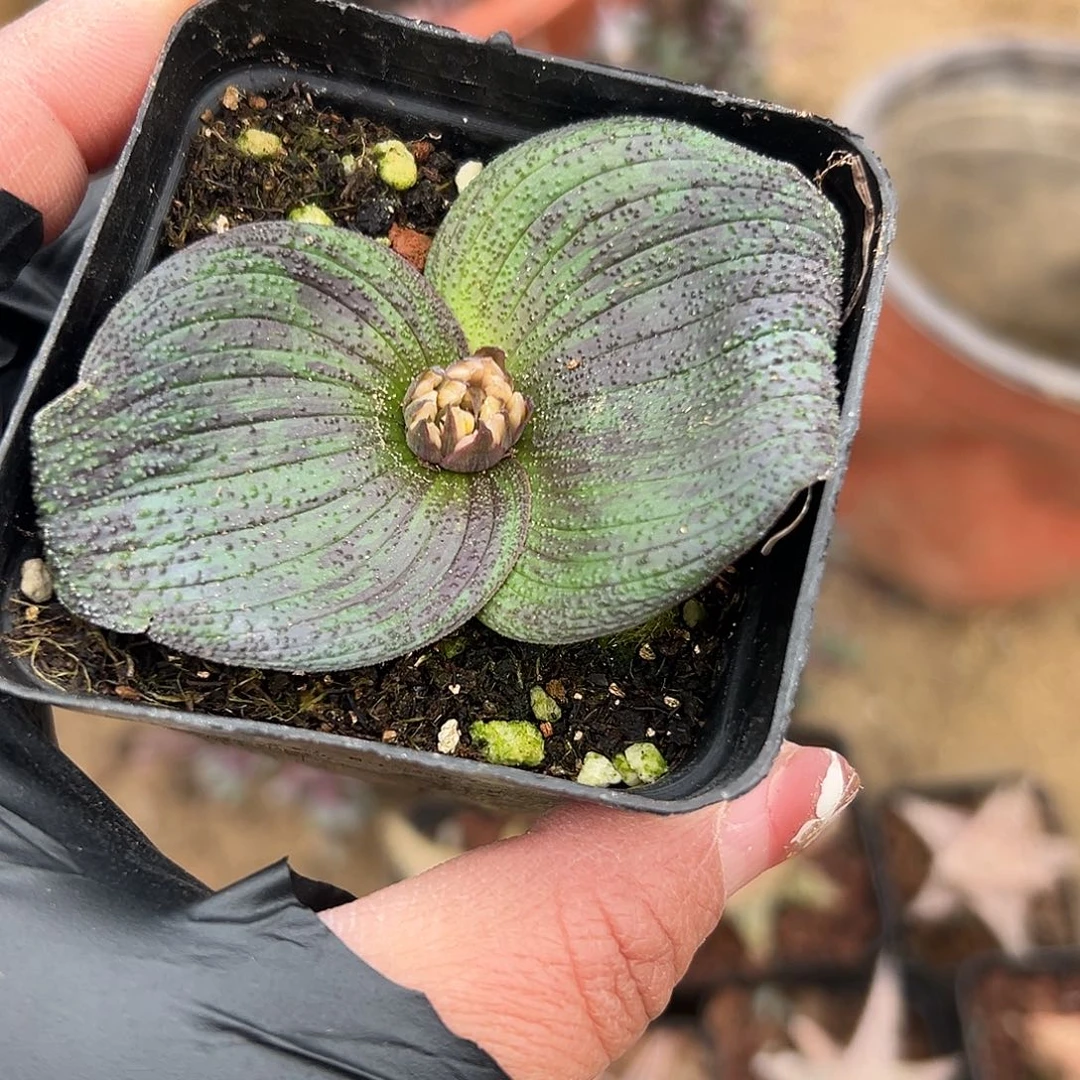 多肉植物紫镜开花