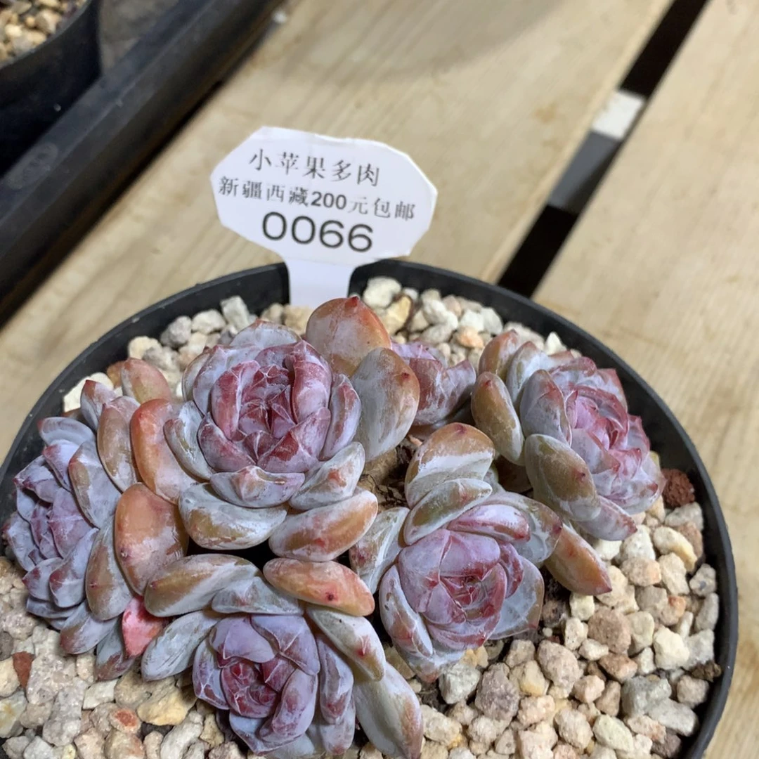 绿底紫心066/11.5cm6头