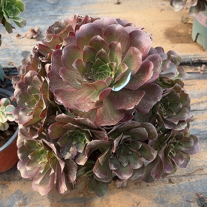 多肉植物魅金玫瑰1262