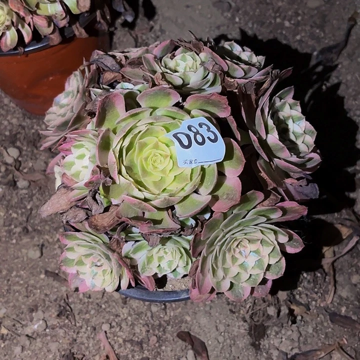 083半糖荔枝多肉植物不售后