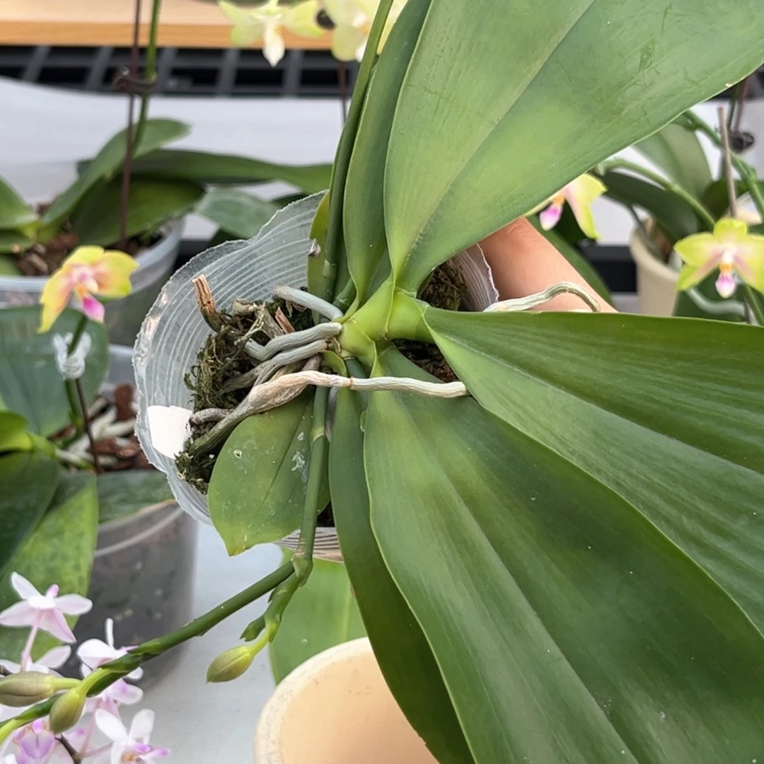 全部花苞2.5寸盾交花苞株