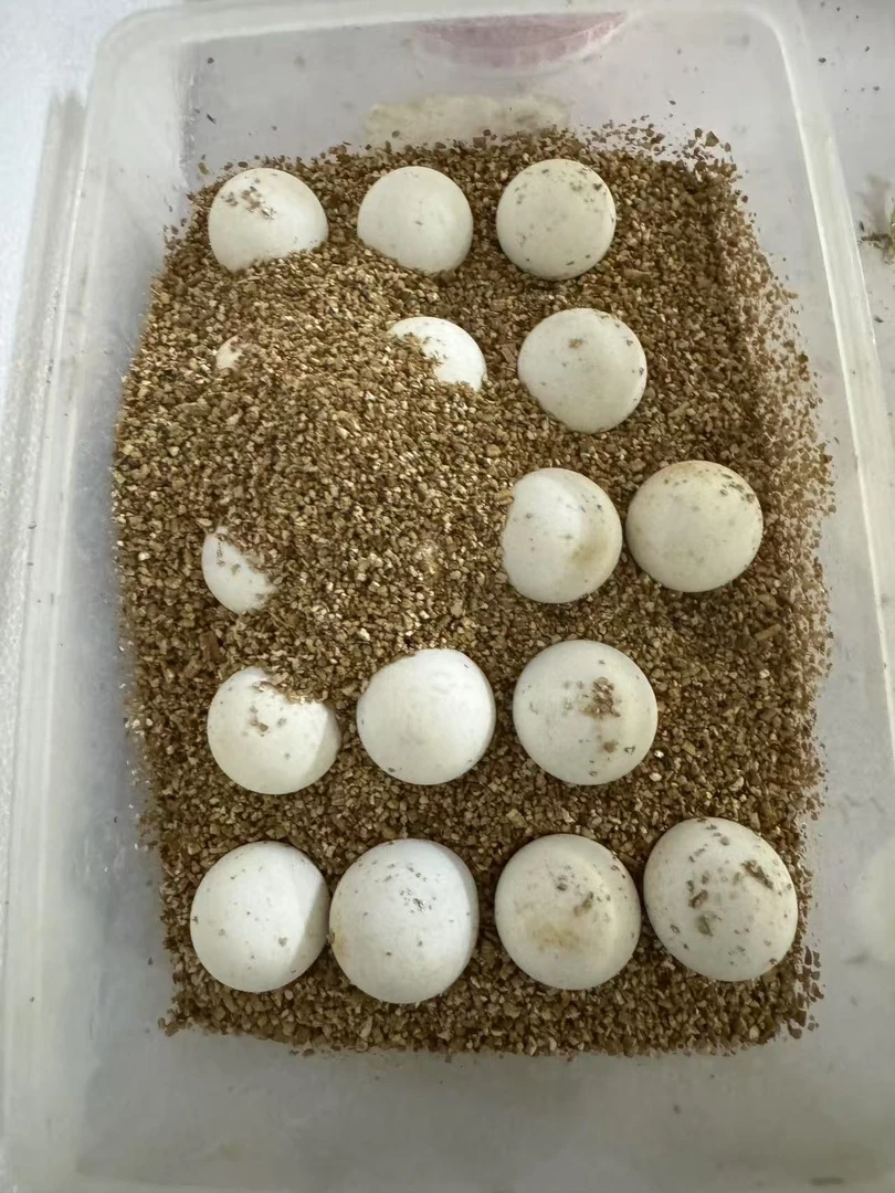 {爆刺佛鳄龟}{佛鳄龟蛋}爆刺纯佛蛋    人工繁殖宠物龟观赏佛鳄龟