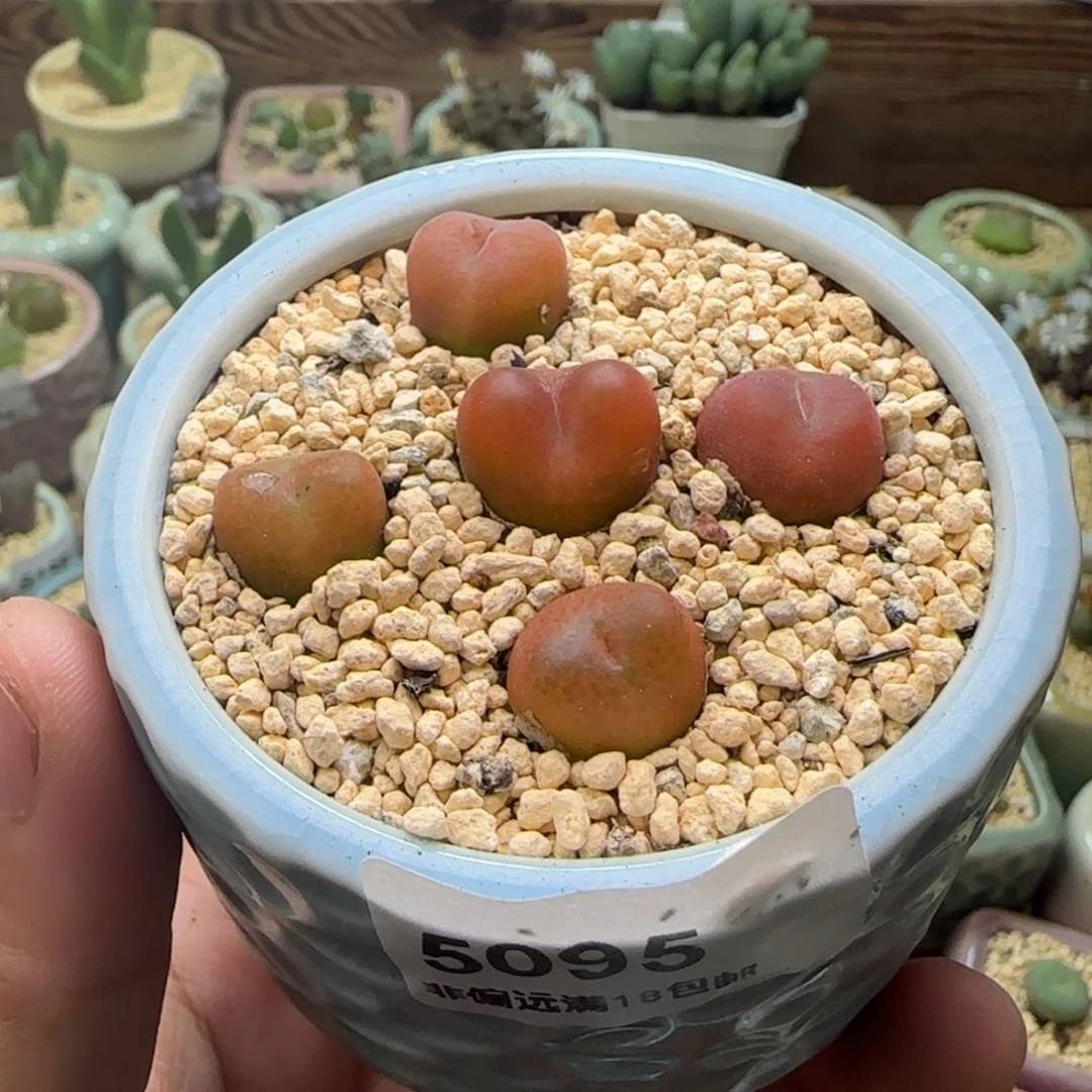 5095--一物一拍 带盆 水蜜桃1430.5
