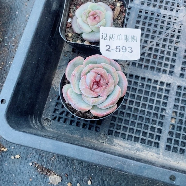 W***Y2-593单多肉多肉多肉多肉