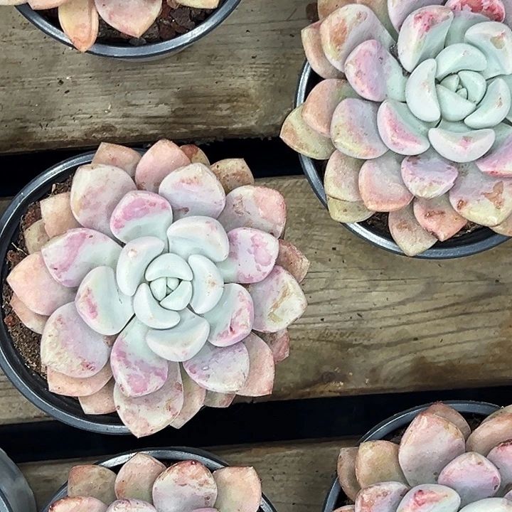 团028号。   两盆单头花斑鹿