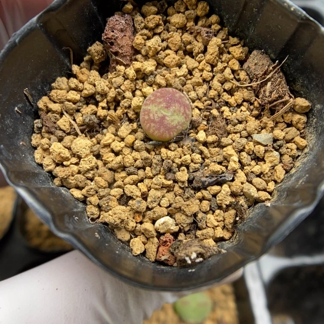 多肉植物肉锥杂交K-716 墨杂