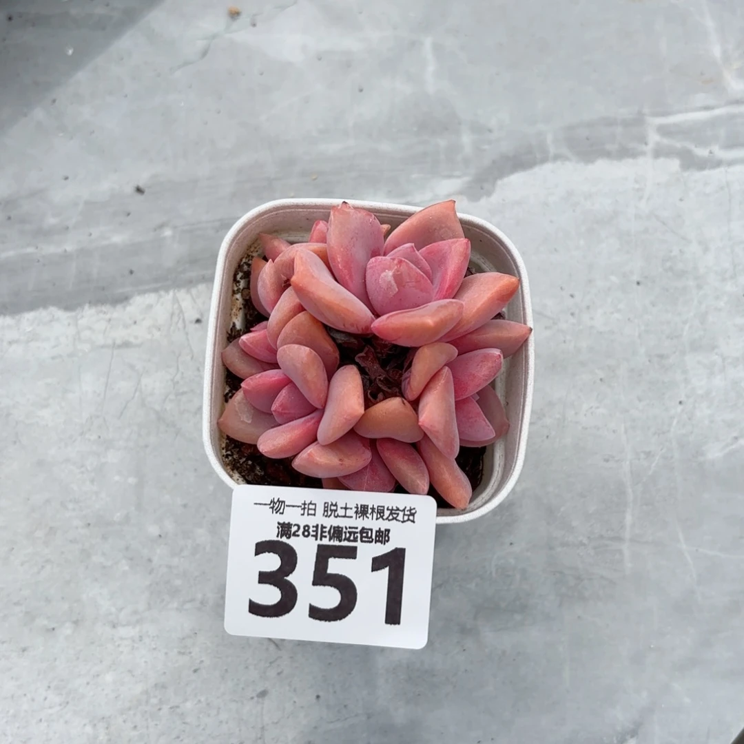 彩虹糖无盆土发货