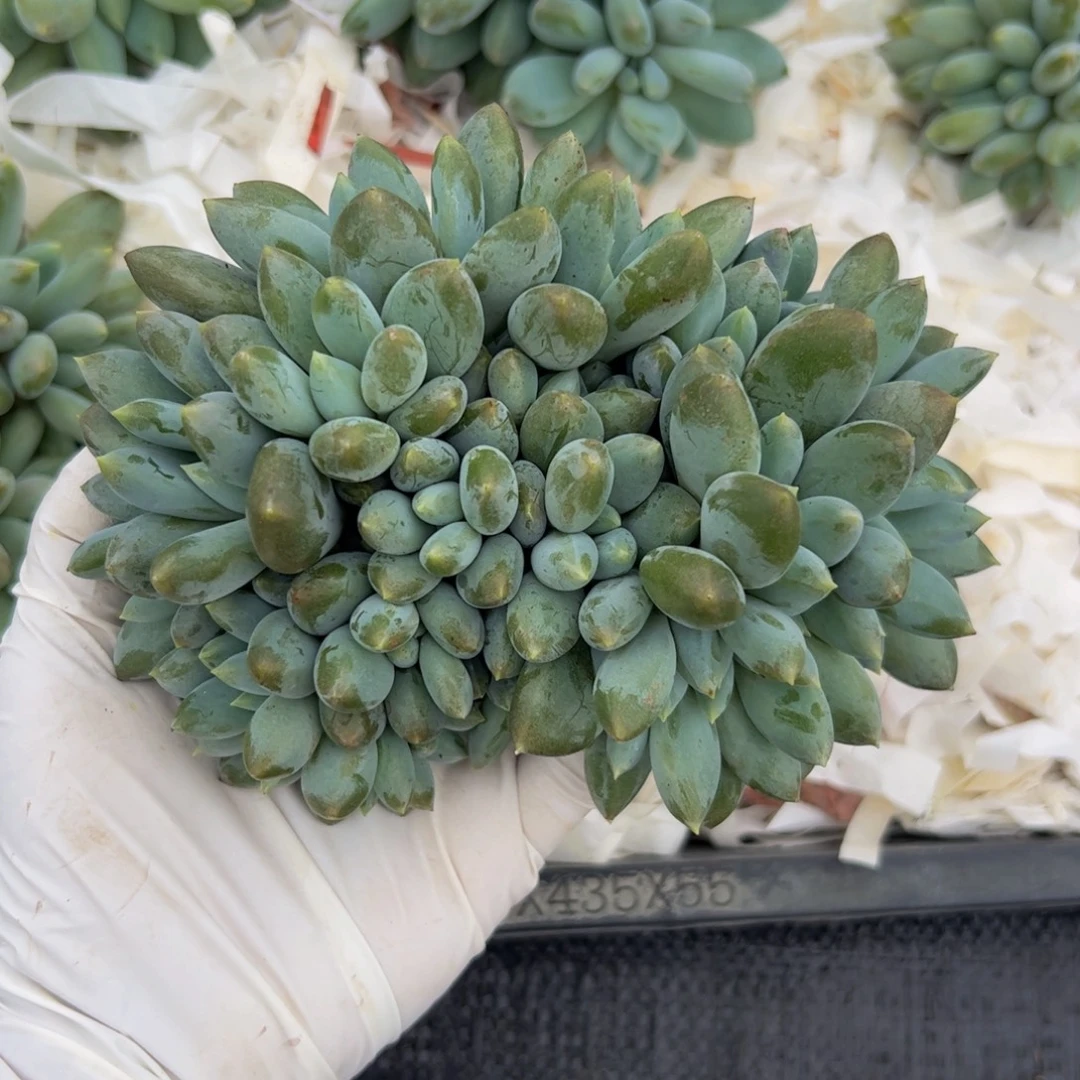 静****胖体哥特多肉植物