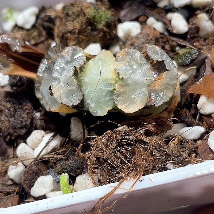 756虞姬玉扇锦特选福利