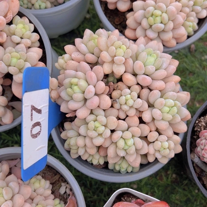 健健康康平平安安